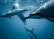 世界杯手机高清观看-【现场】陈梦奥运初体验,目标单打冠军